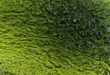 Moldavite_vente_en_ligne