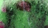 Rubis_zoisite_Vente_en_ligne